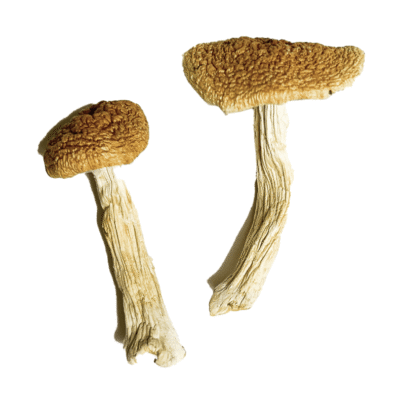Buy Teonanacatl Magic Mushrooms
